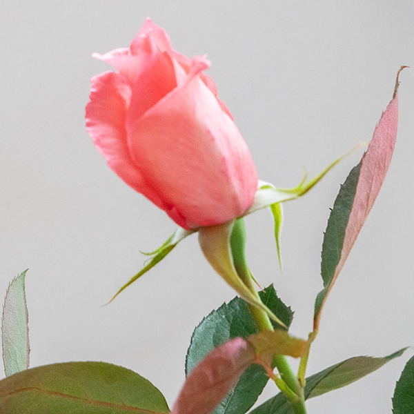 品種名COMING SOON